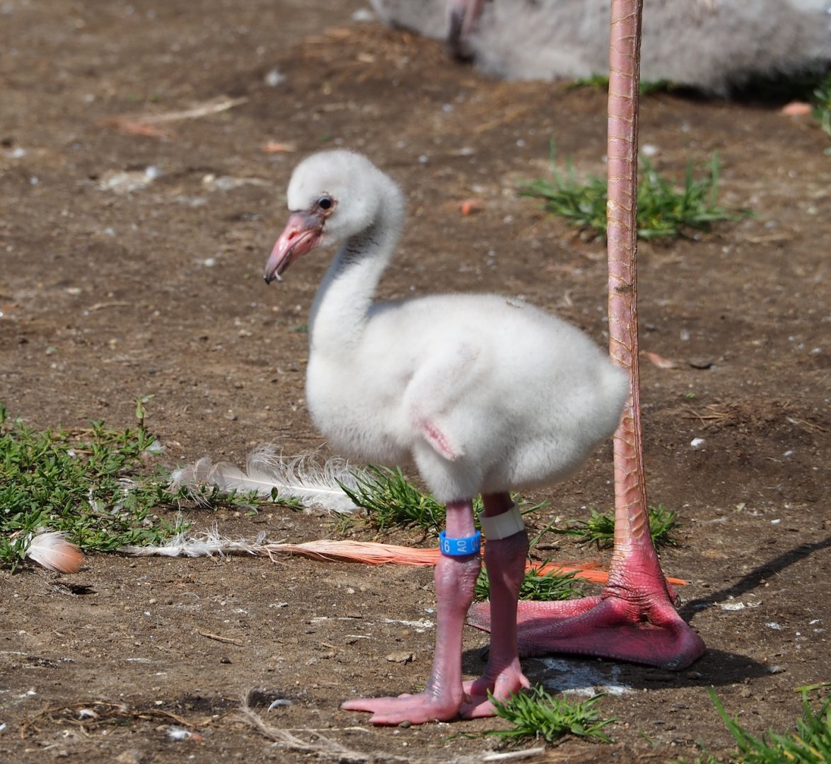 American flamingo (Phoenicopterus ruber) chick, 2023-07-26