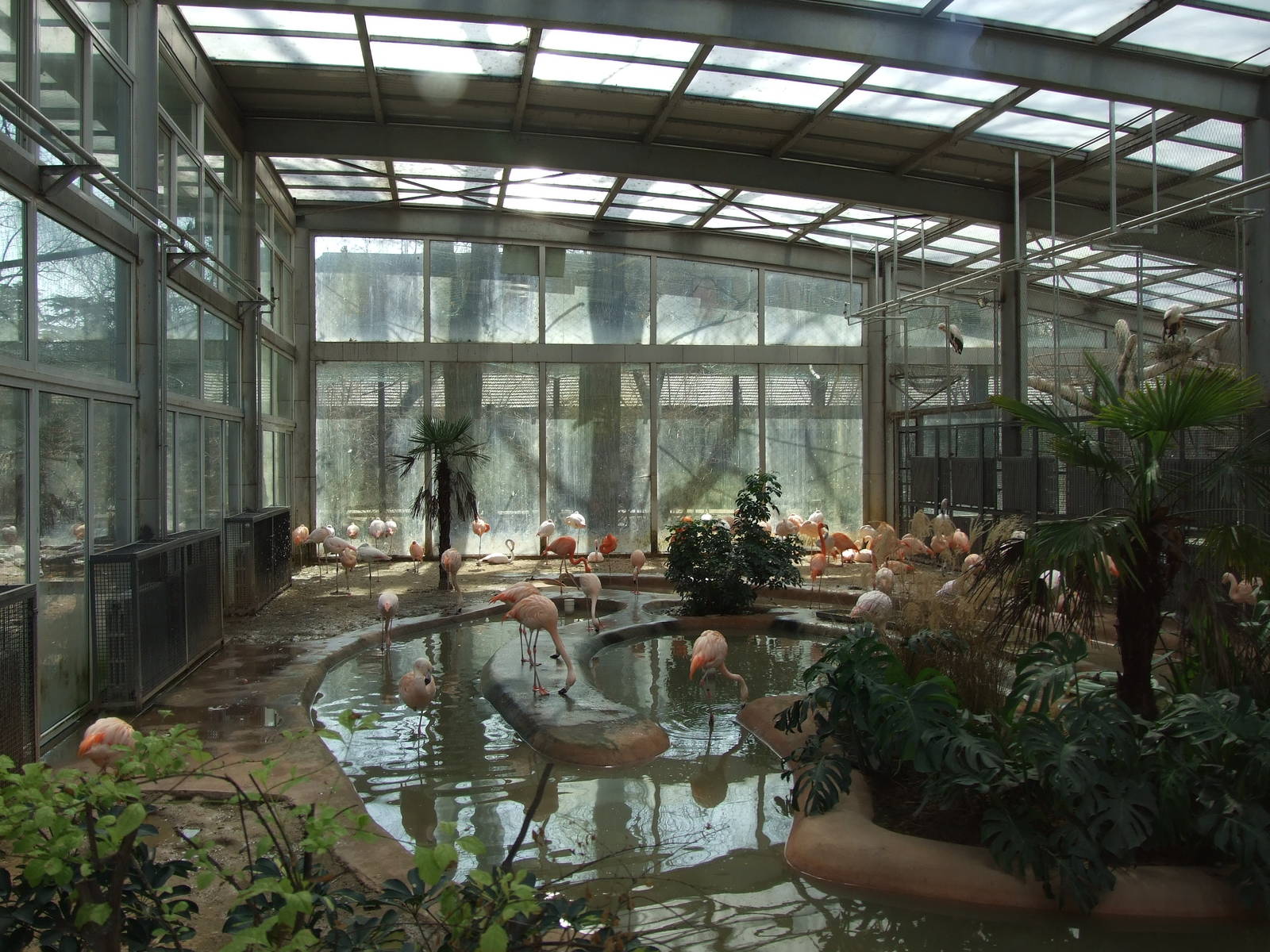 American Flamingo (Phoenicopterus ruber), Chilean Flamingo (Phoenicopterus