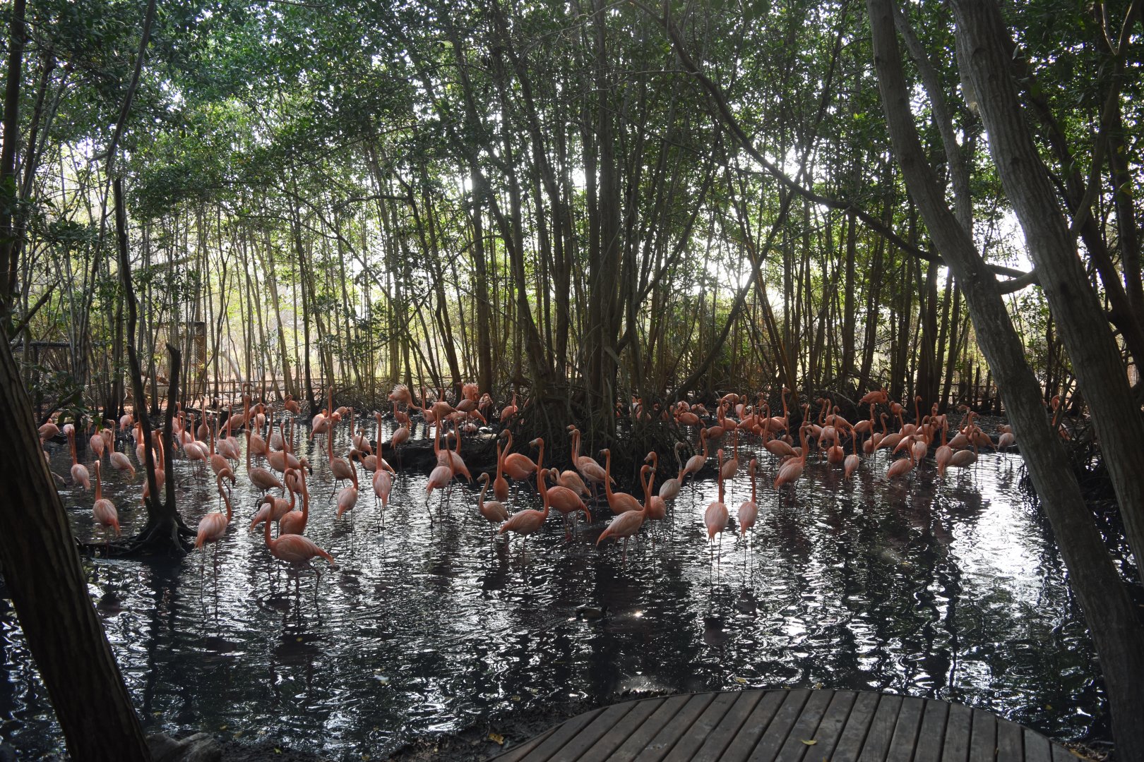 American flamingo (Phoenicopterus ruber) exhibit