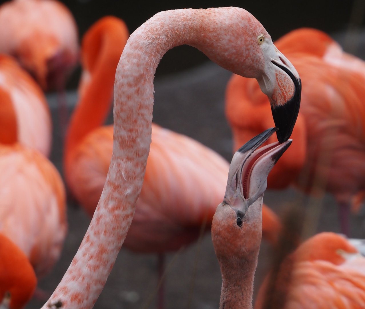American flamingo (Phoenicopterus ruber) feeding chick, 2024-12-29
