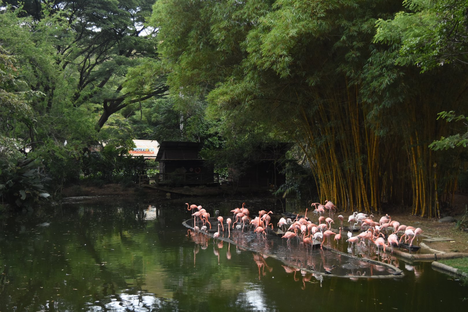 American flamingo (Phoenicopterus ruber) lake