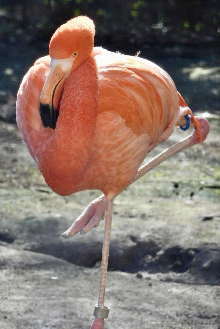 American Flamingo (Phoenicopterus ruber) November 29, 2025