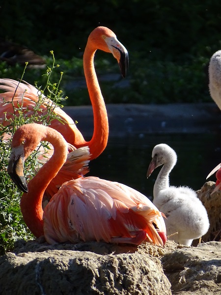 American flamingo (Phoenicopterus ruber ruber) (07/22)