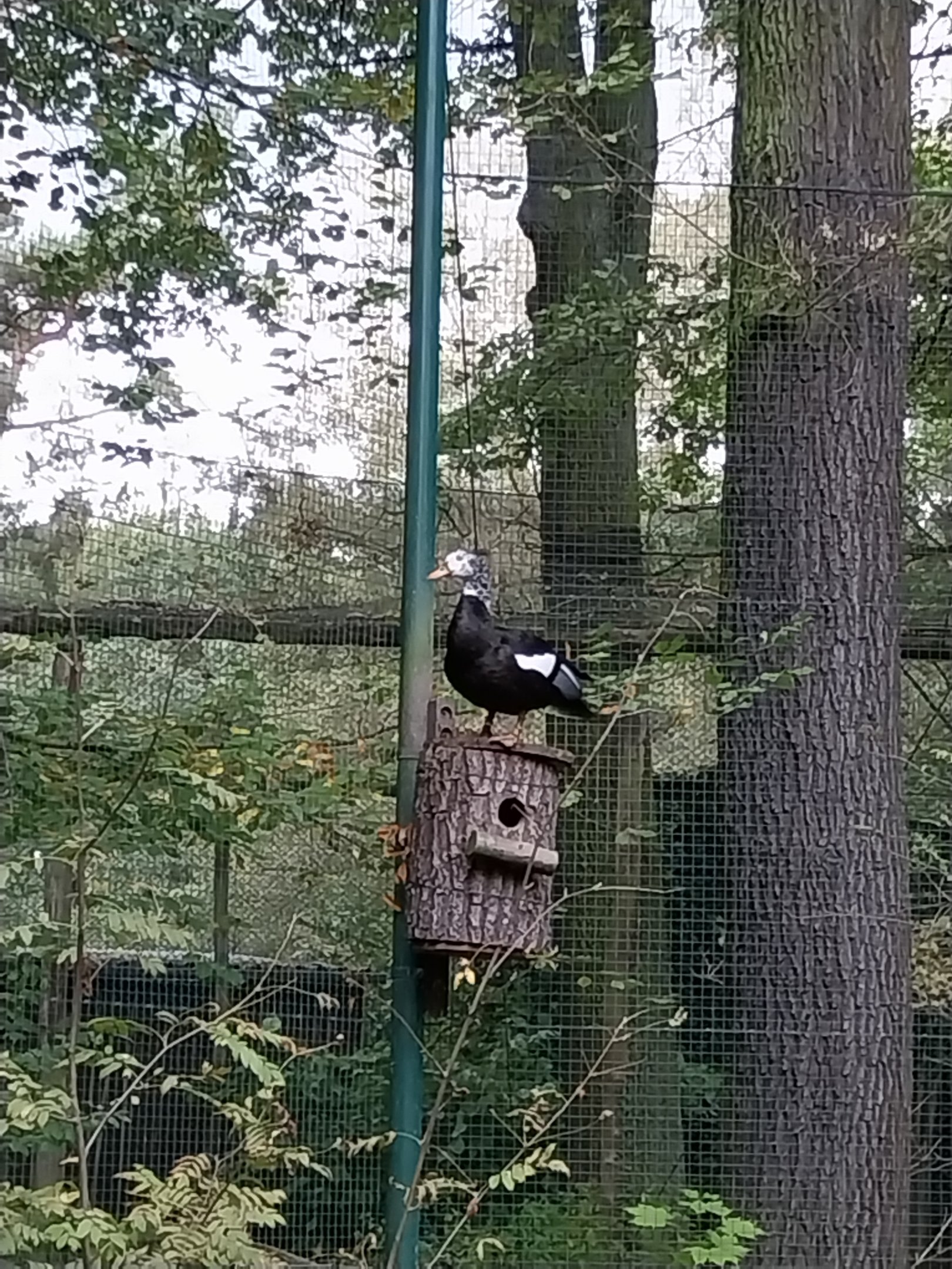 American Flamingo (Phoenicopterus ruber ruber) Walk-through aviary - White-winged Wood Duck