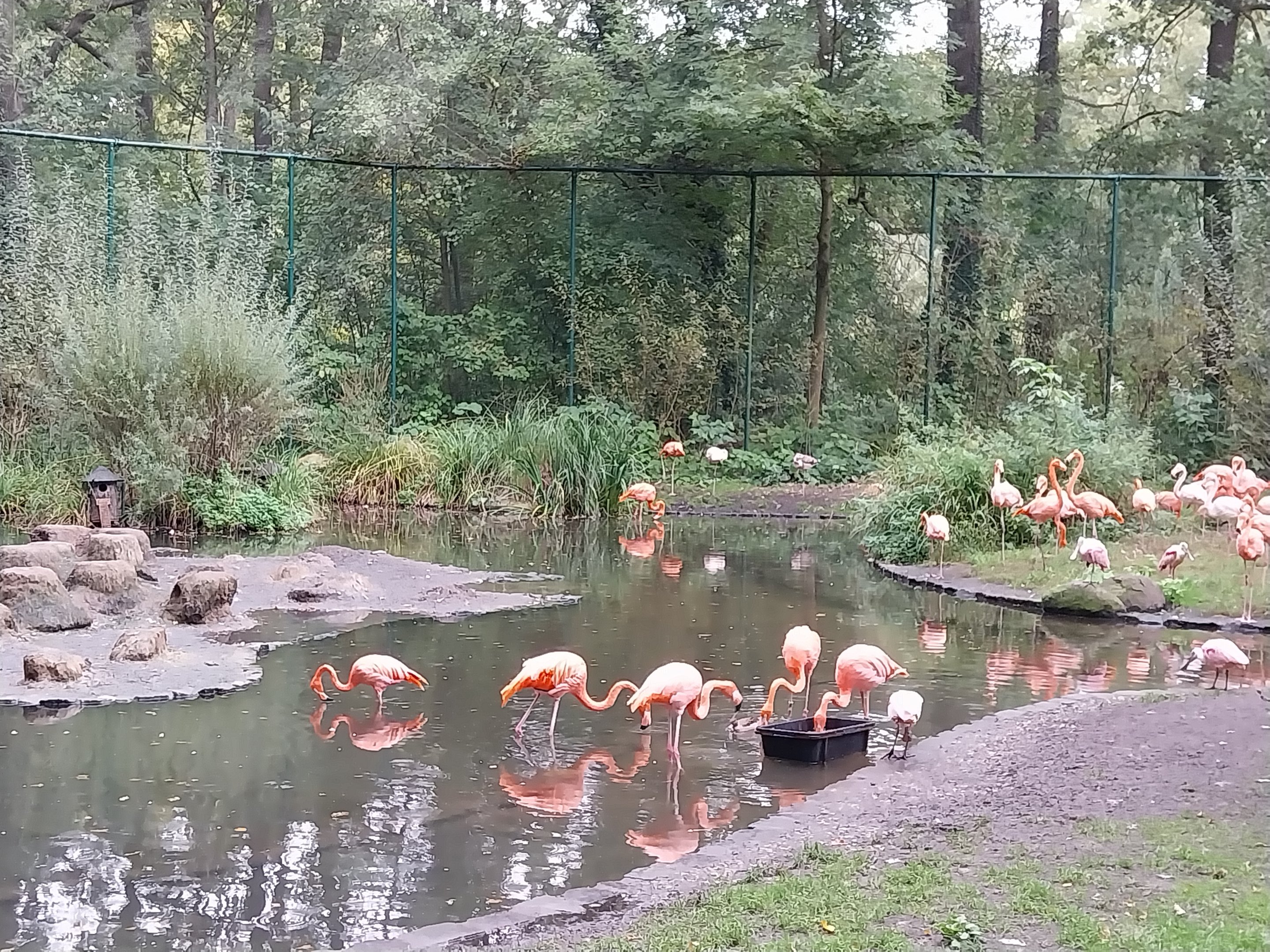American Flamingo (Phoenicopterus ruber ruber) Walk-through aviary