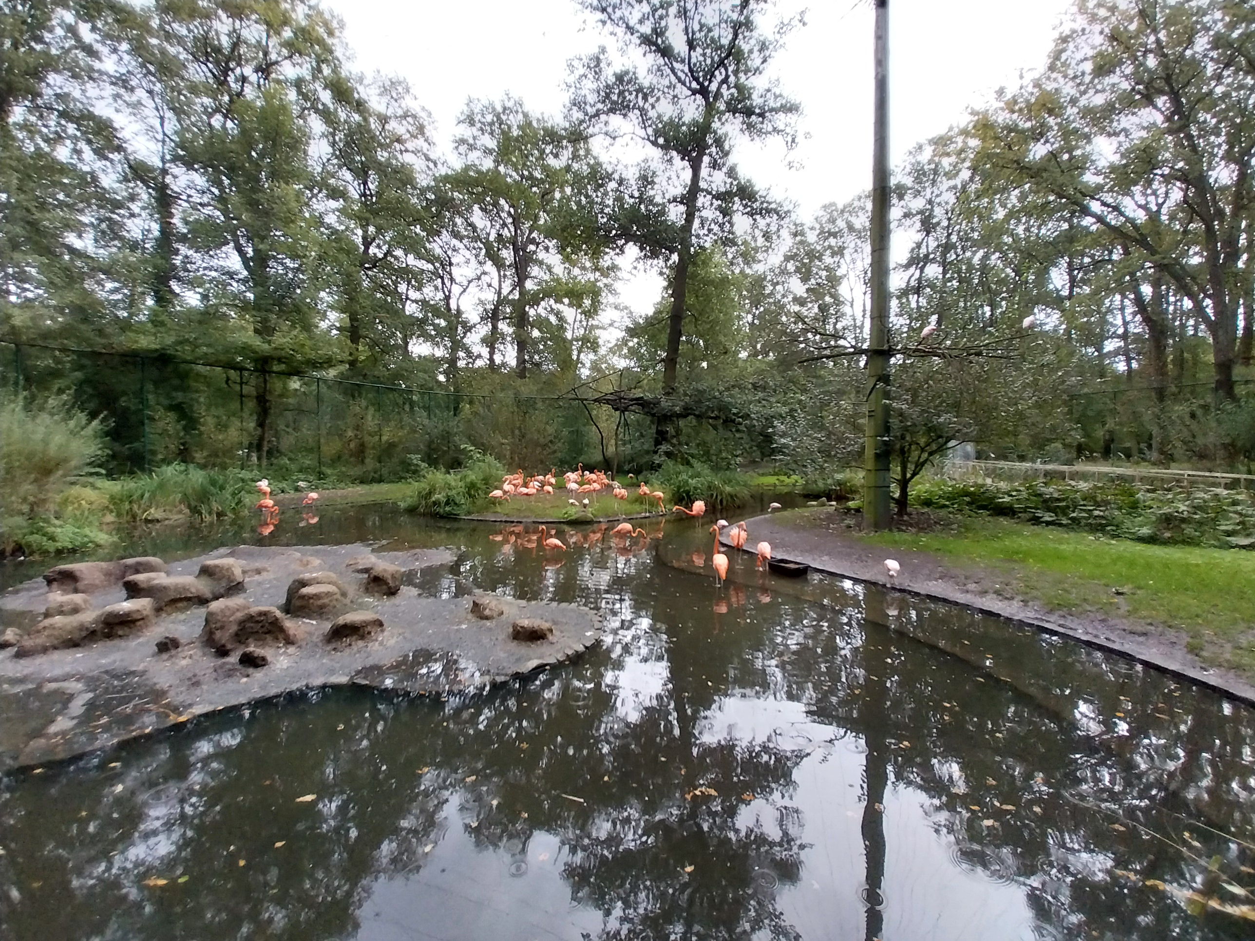 American Flamingo (Phoenicopterus ruber ruber) Walk-through aviary