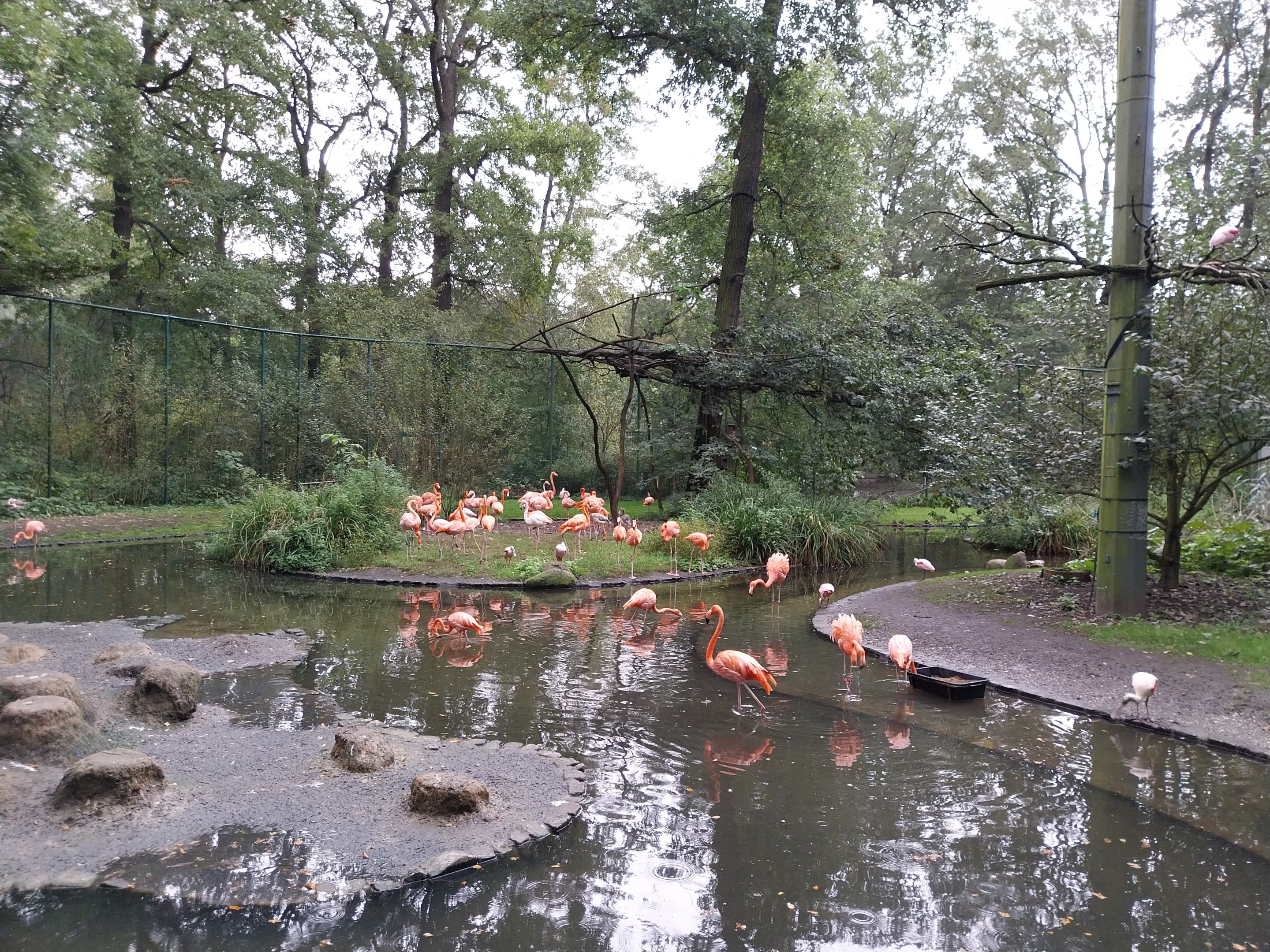 American Flamingo (Phoenicopterus ruber ruber) Walk-through aviary