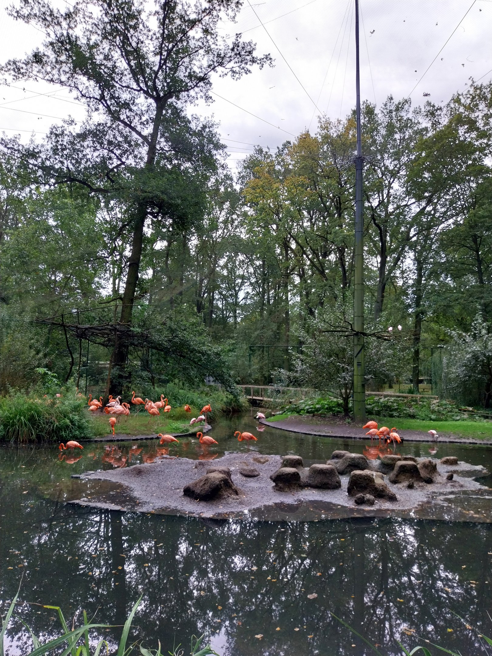 American Flamingo (Phoenicopterus ruber ruber) Walk-through aviary