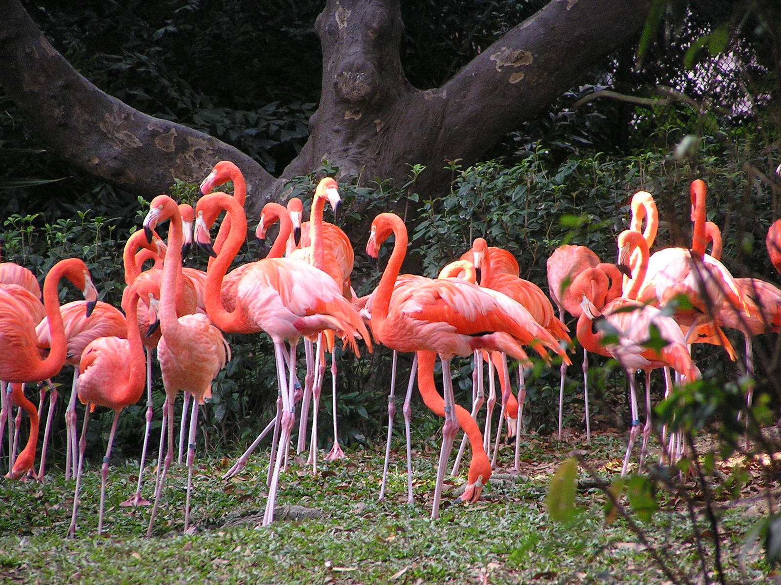 American flamingo/ Phoenicopterus ruber ruber