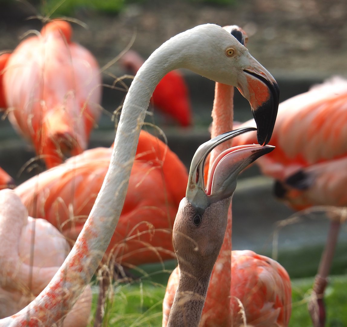 American flamingo (Phoenicopterus ruber) with chick, 2023-10-04