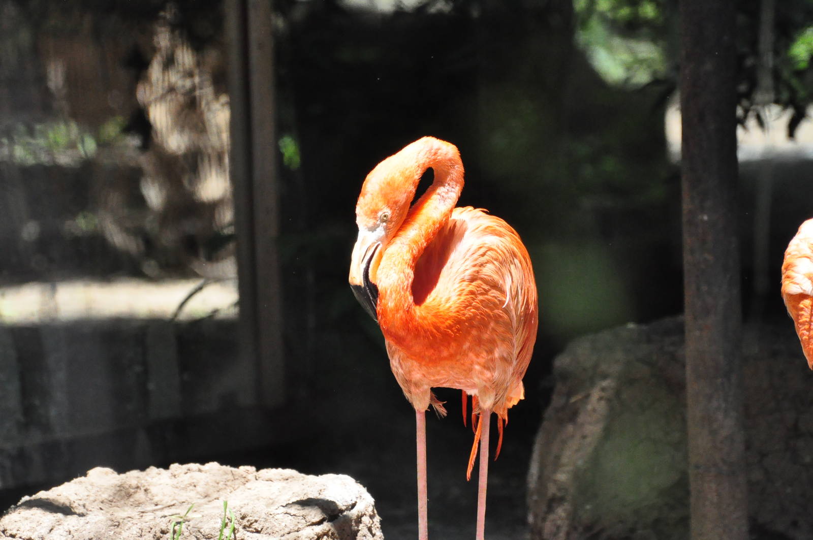 American flamingo/ Phoenicopterus ruber