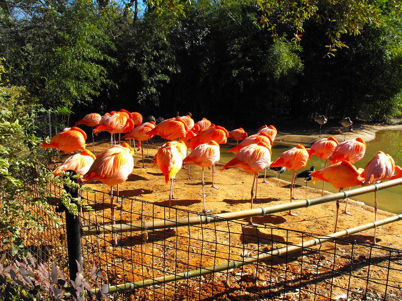 American Flamingo (Phoenicopterus ruber)