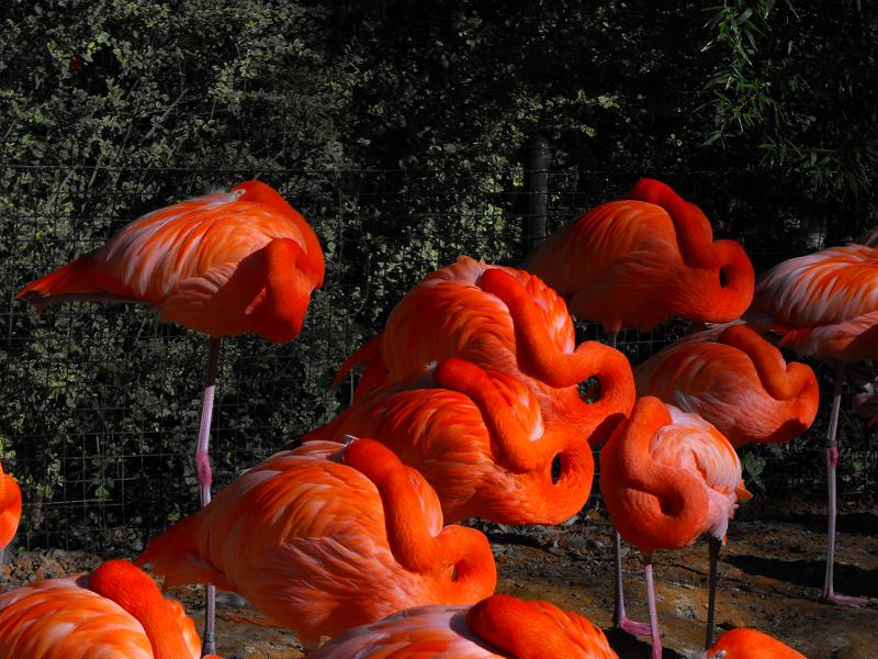 American Flamingo (Phoenicopterus ruber)