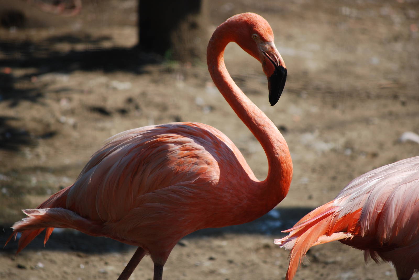 American flamingo (Phoenicopterus ruber)