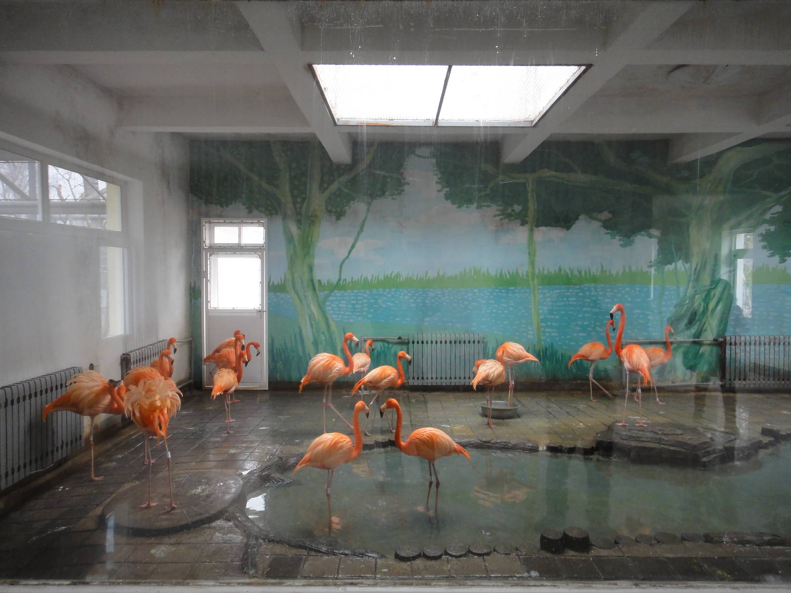 American Flamingo (Phoenicopterus ruber)