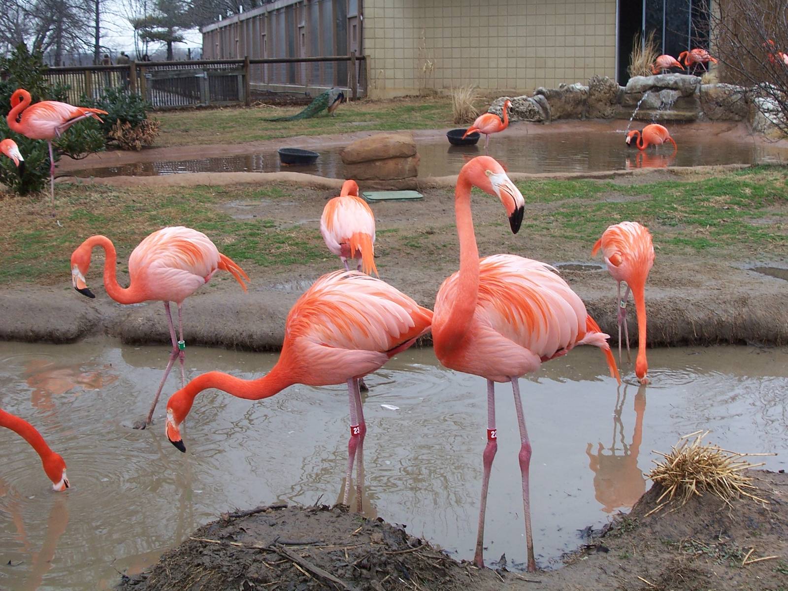 American Flamingo (Phoenicopterus ruber)