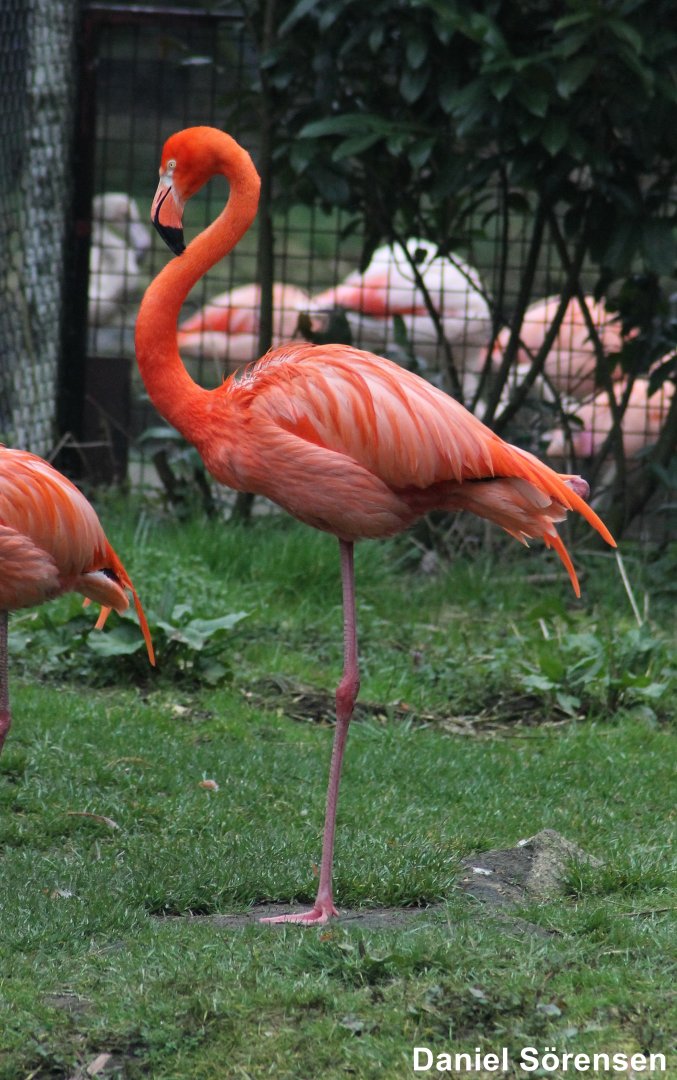 American flamingo (Phoenicopterus ruber)