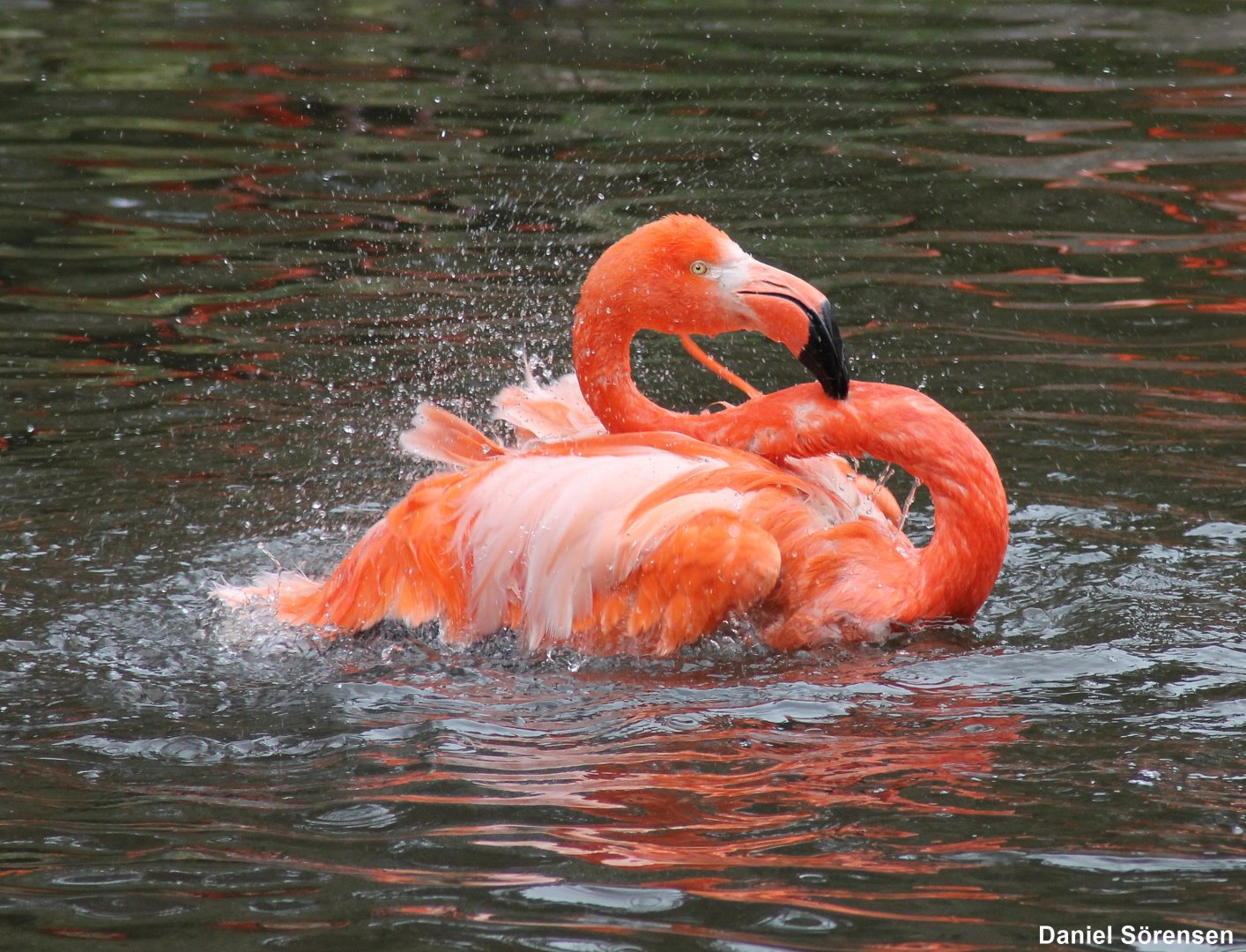 American flamingo (Phoenicopterus ruber)