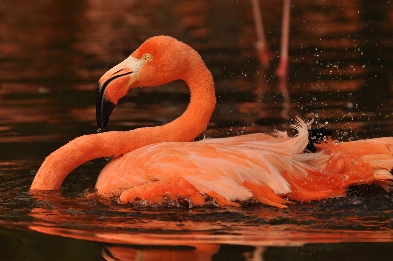 American flamingo (Phoenicopterus ruber)