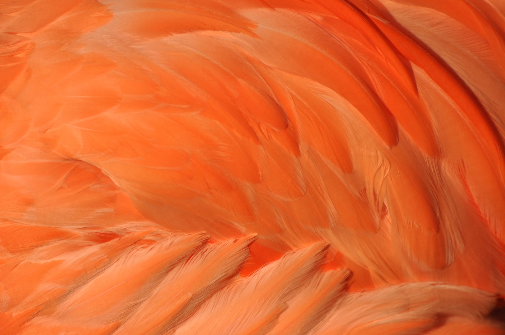 American flamingo (Phoenicopterus ruber)