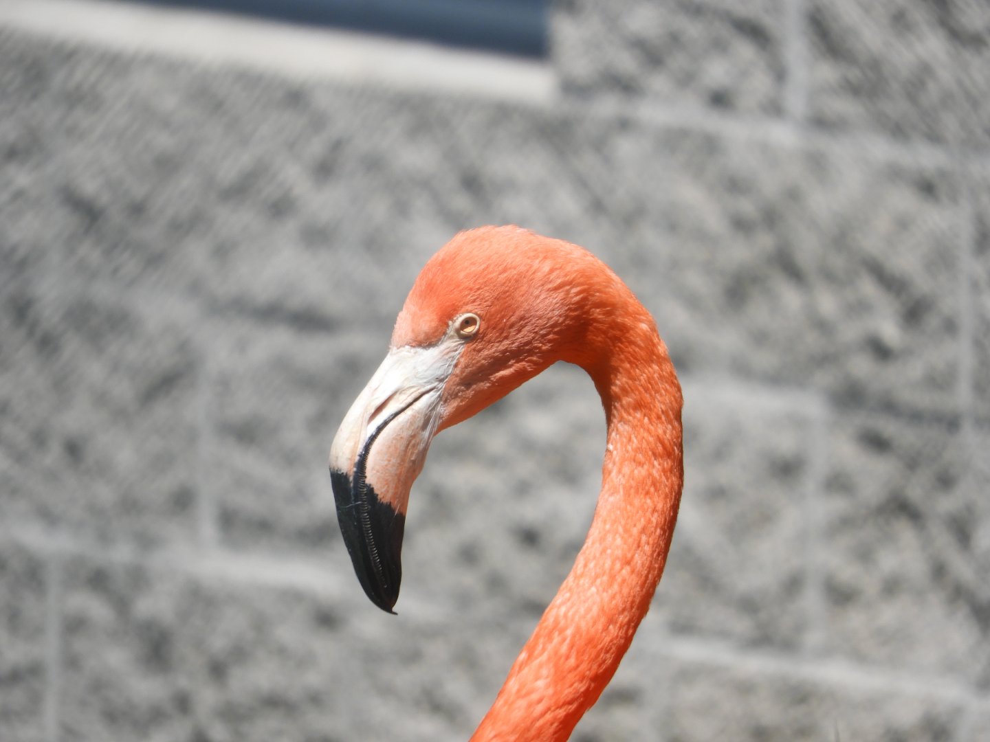 American Flamingo (Phoenicopterus ruber)