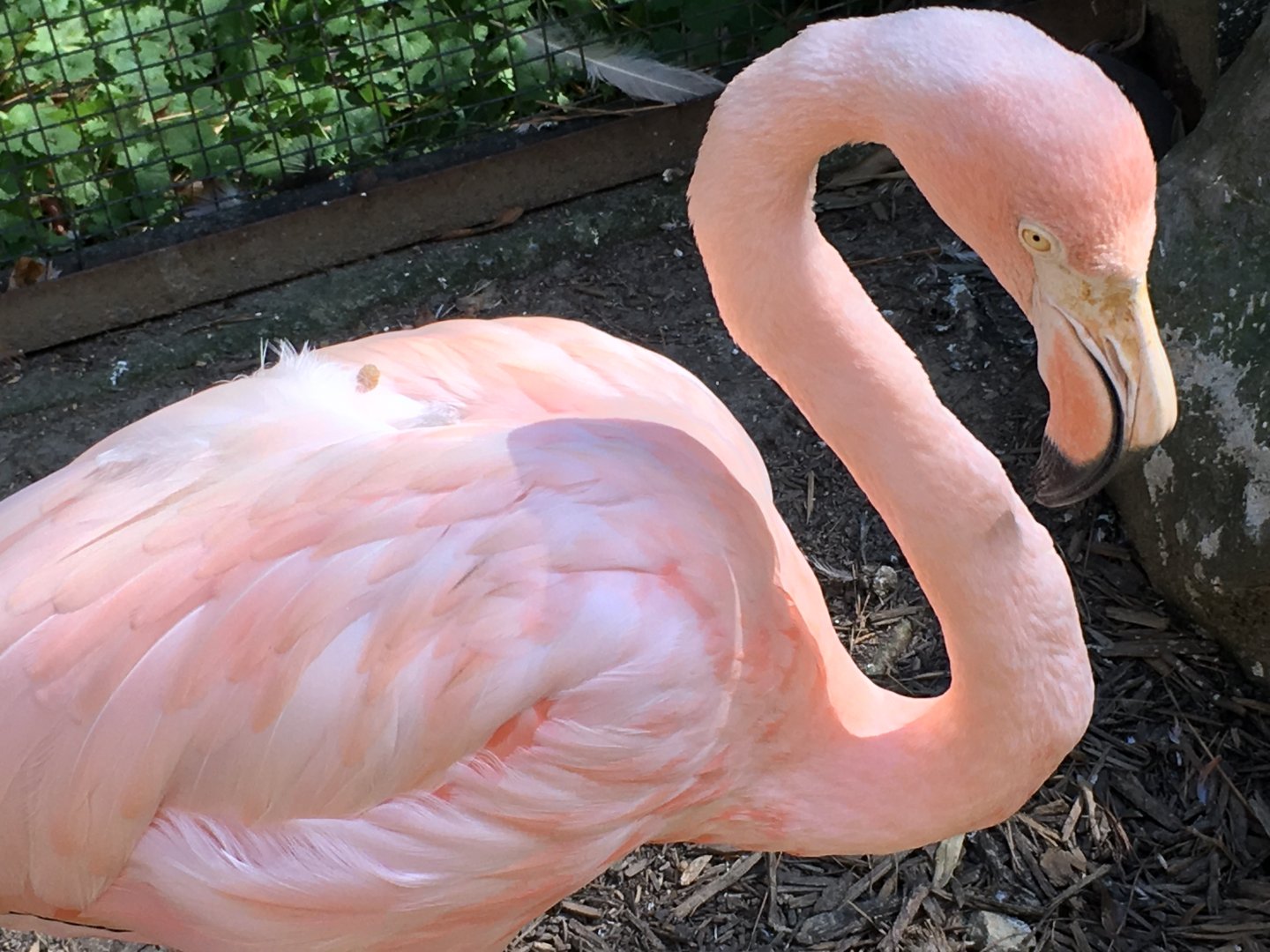 American Flamingo (Phoenicopterus ruber)