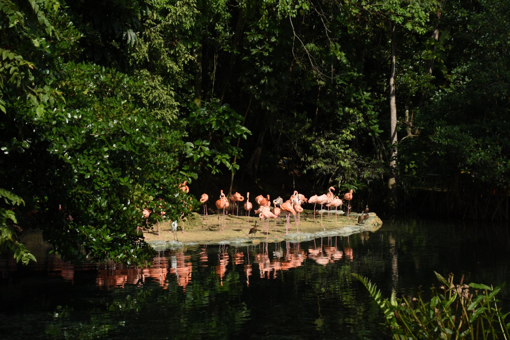 American flamingo (Phoenicopterus ruber)