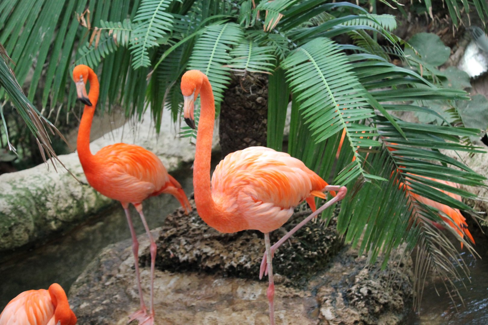 American Flamingo (Phoenicopterus ruber)