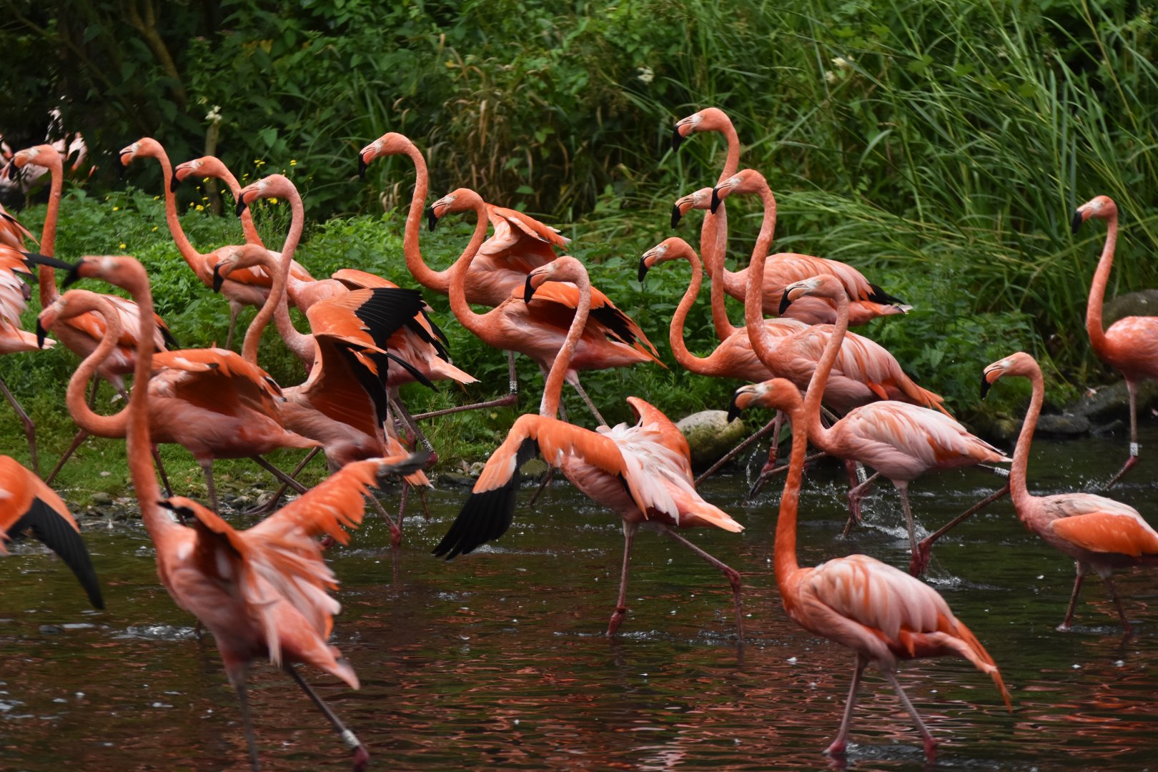 American Flamingo Phoenicopterus ruber
