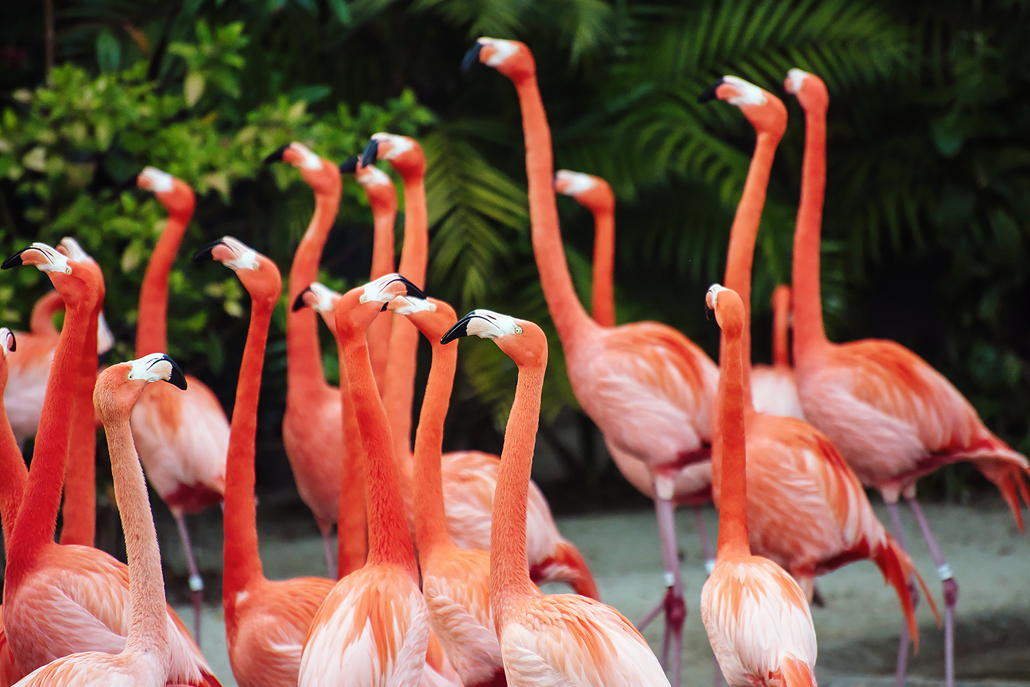 American flamingo (Phoenicopterus ruber)