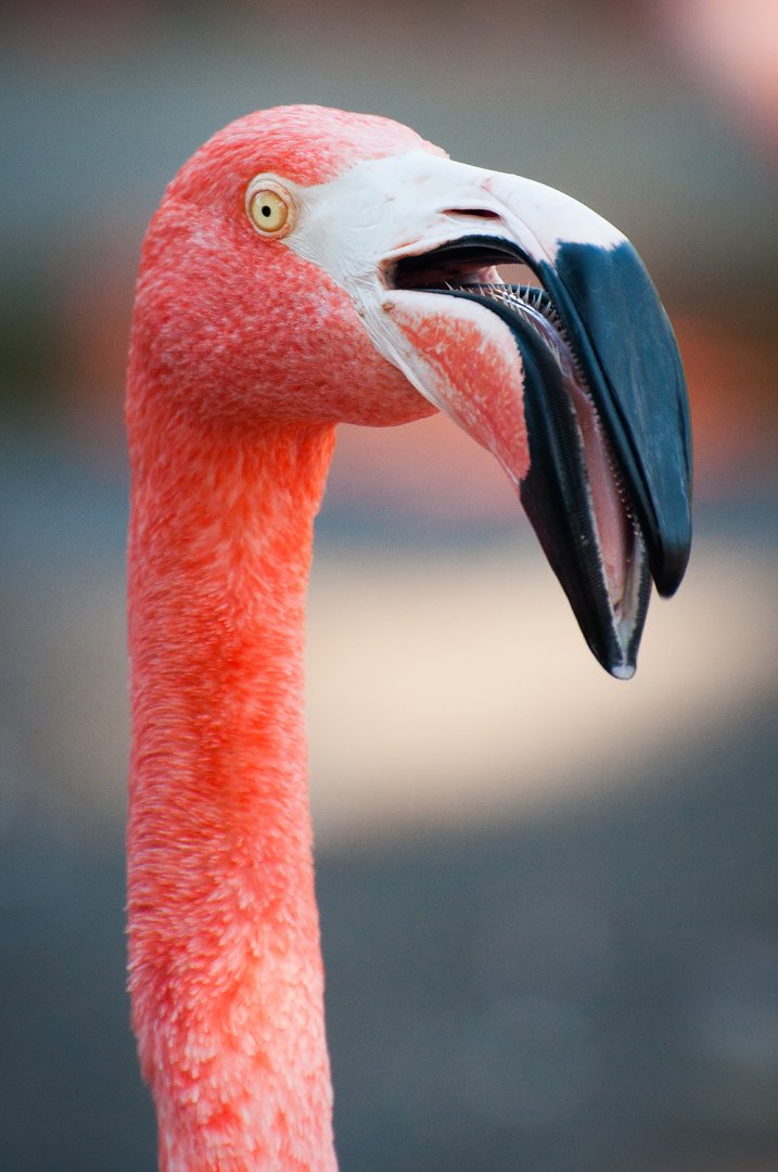 American flamingo (Phoenicopterus ruber)