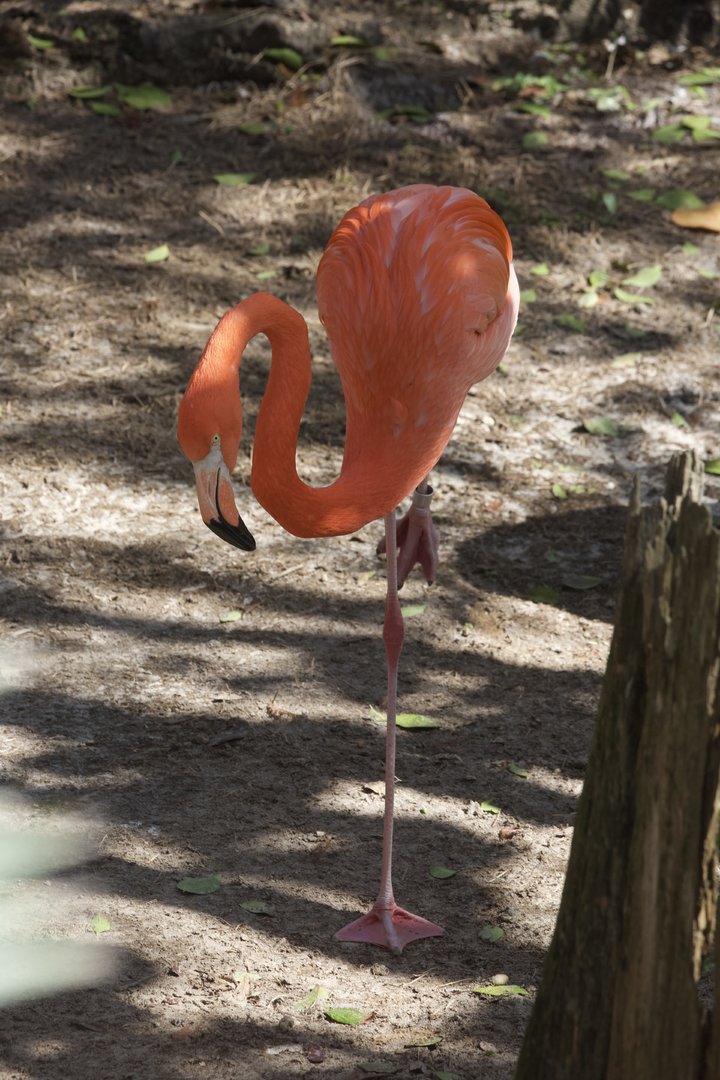 American Flamingo/ Phoenicopterus ruber
