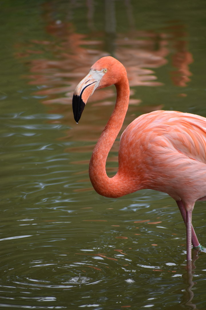 American Flamingo - Phoenicopterus ruber