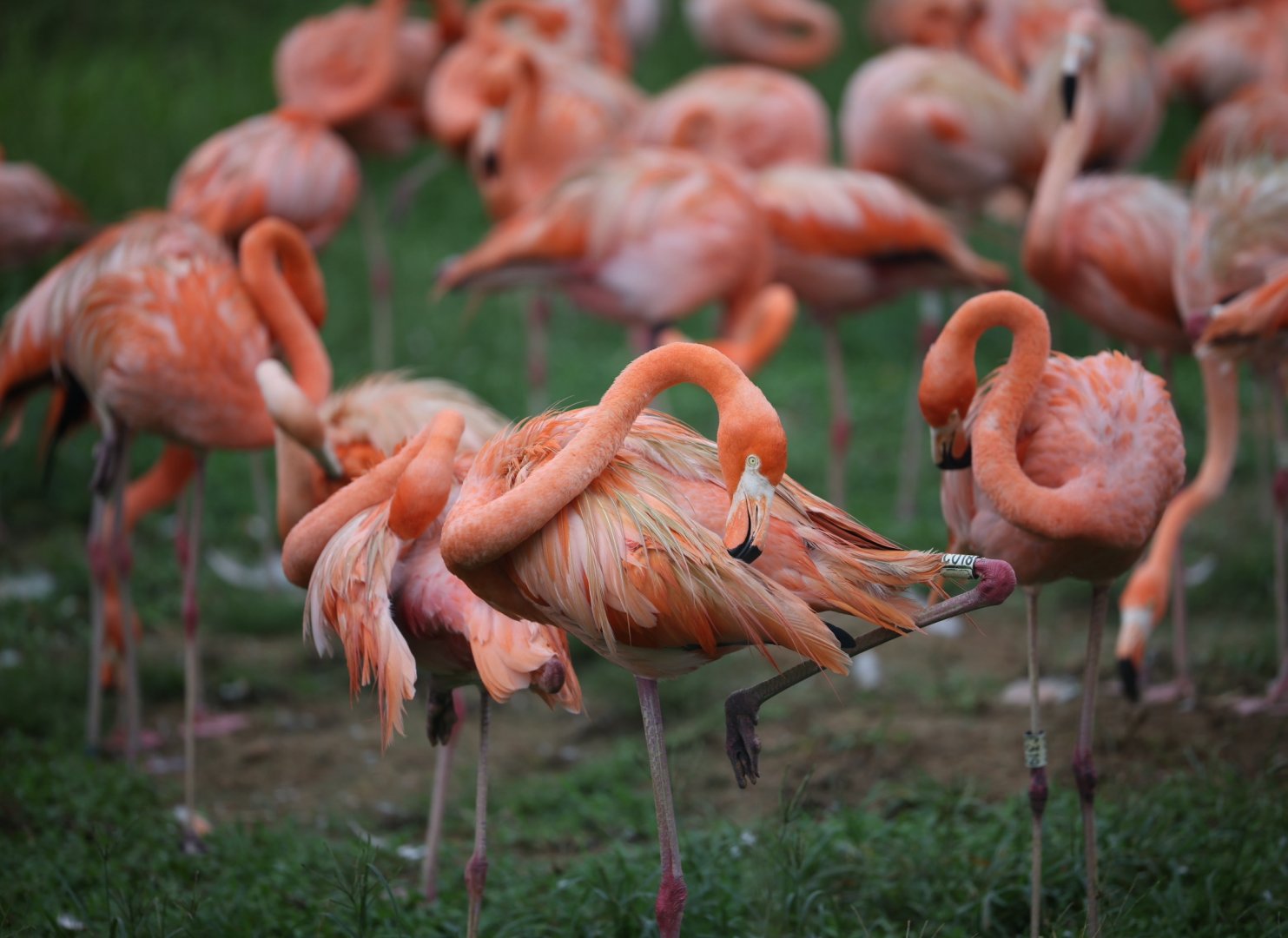 American Flamingo (Phoenicopterus ruber)