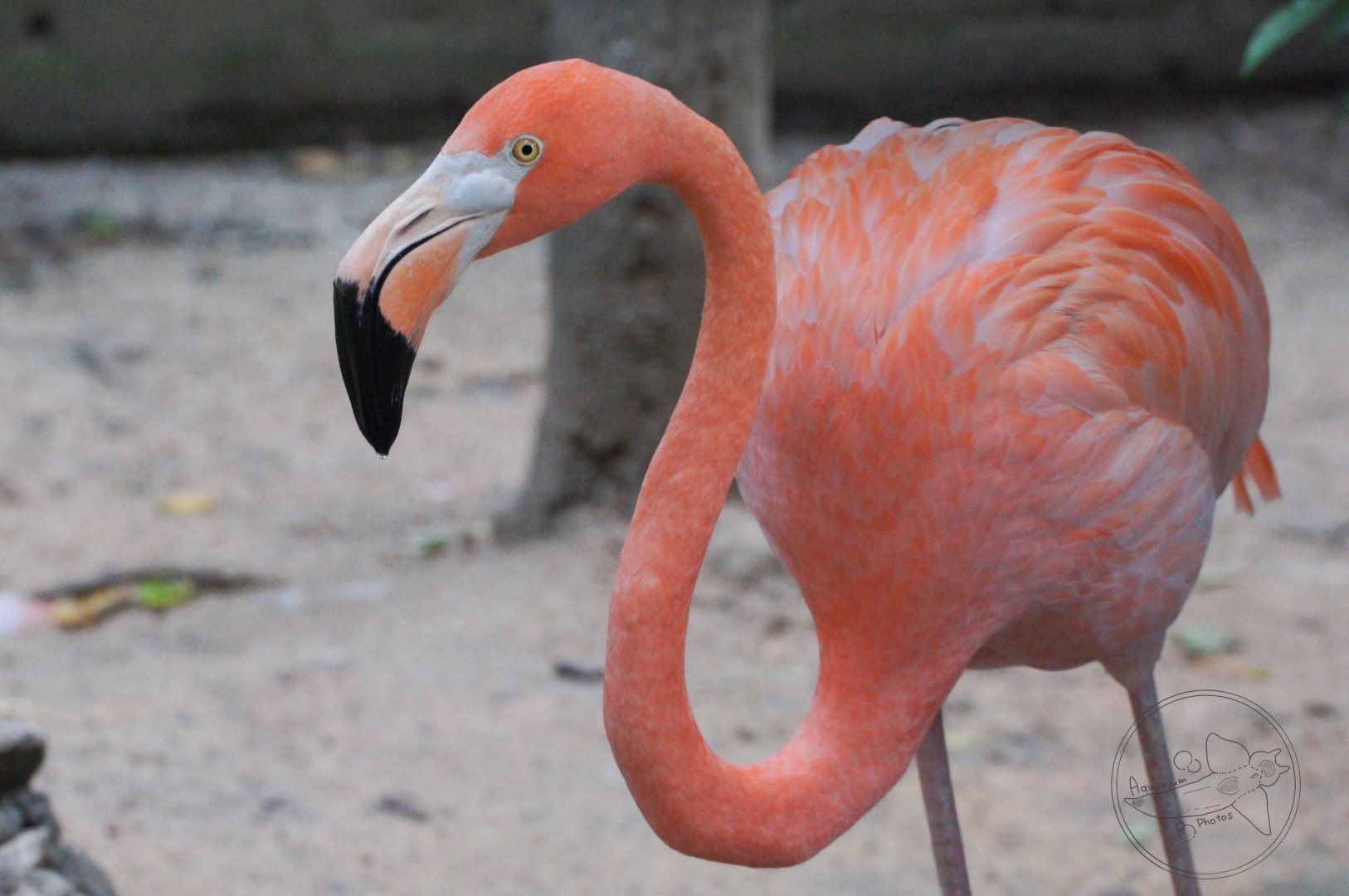 American flamingo (Phoenicopterus ruber)