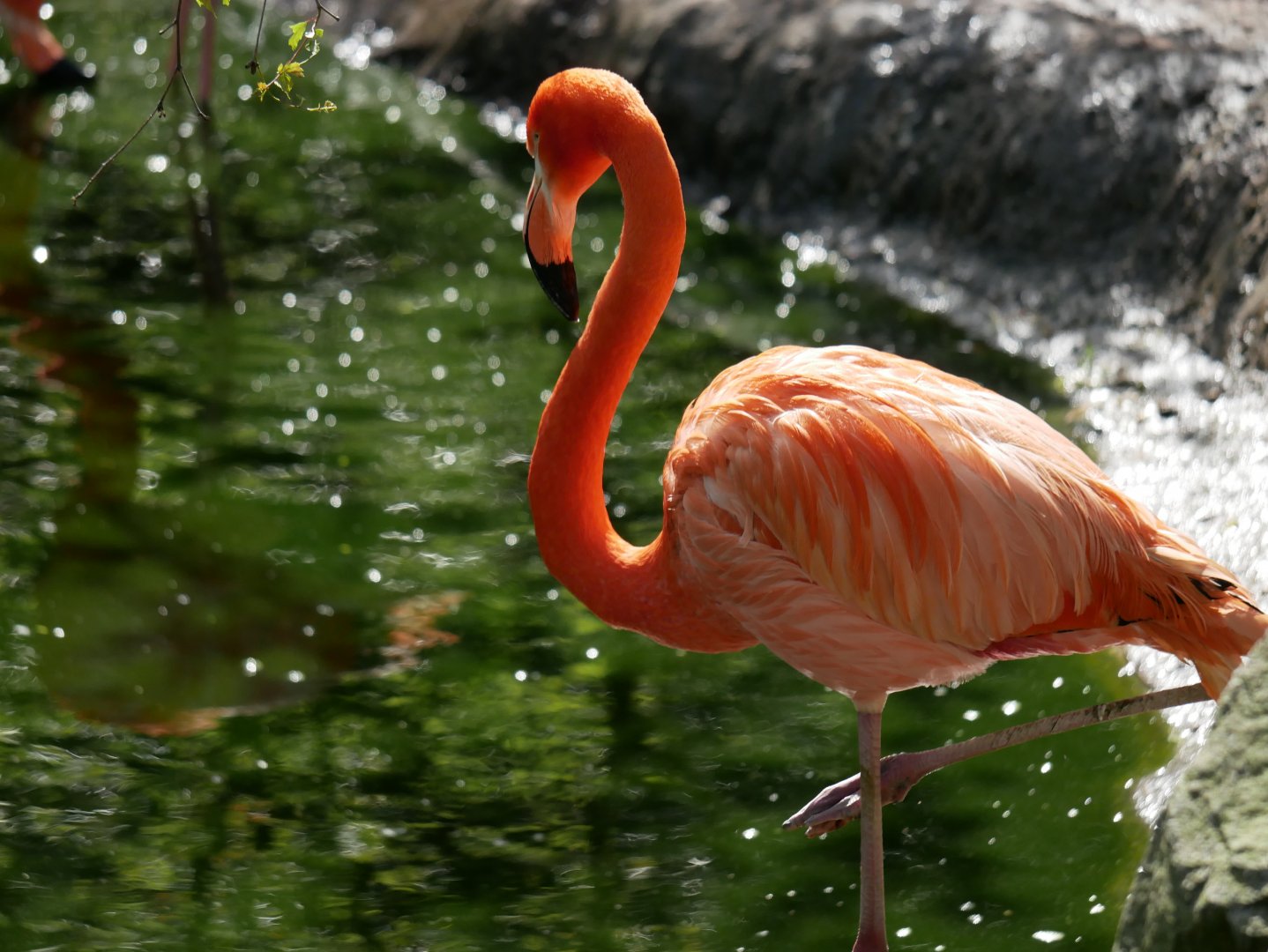 American flamingo (Phoenicopterus ruber)