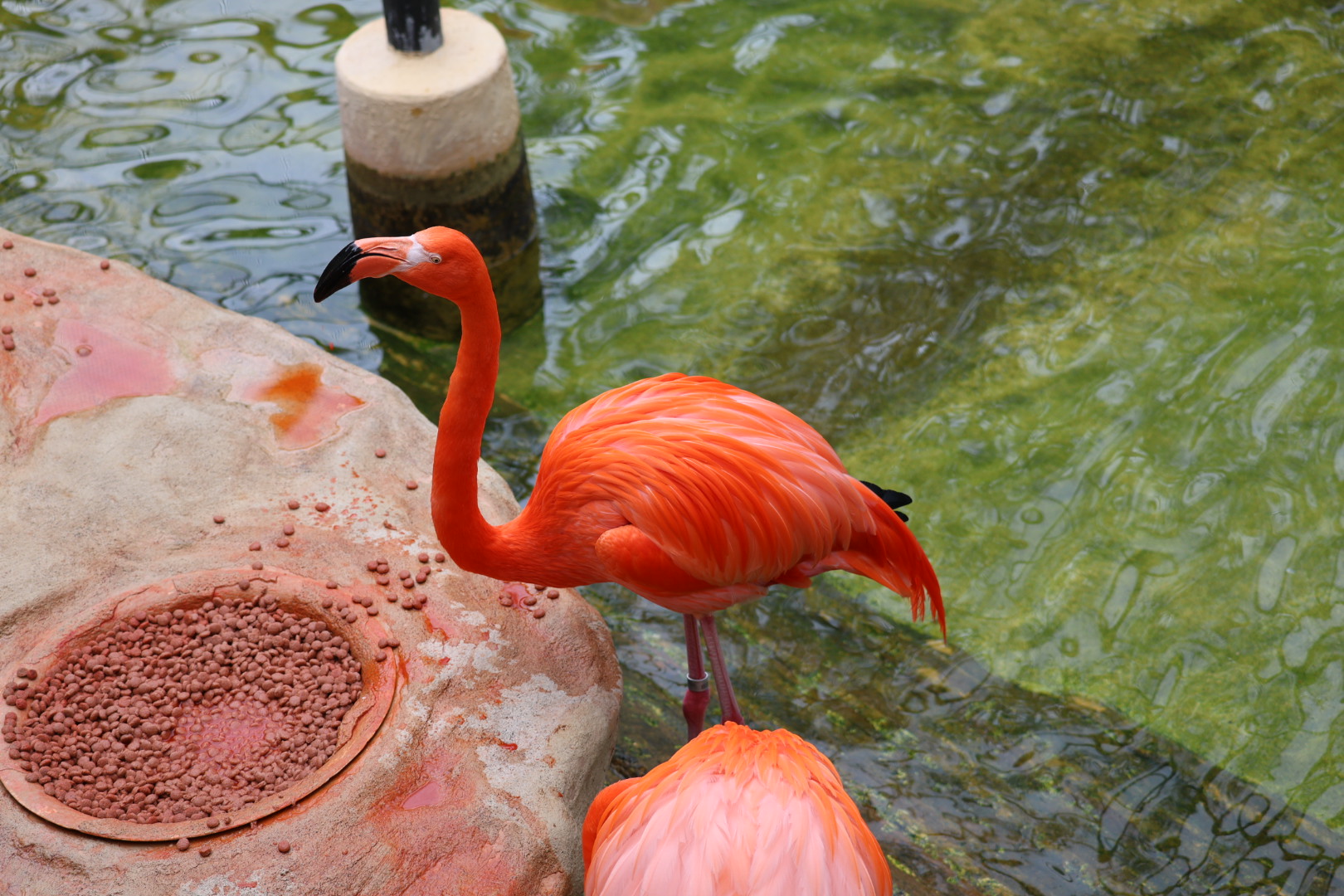 American flamingo (Phoenicopterus ruber)