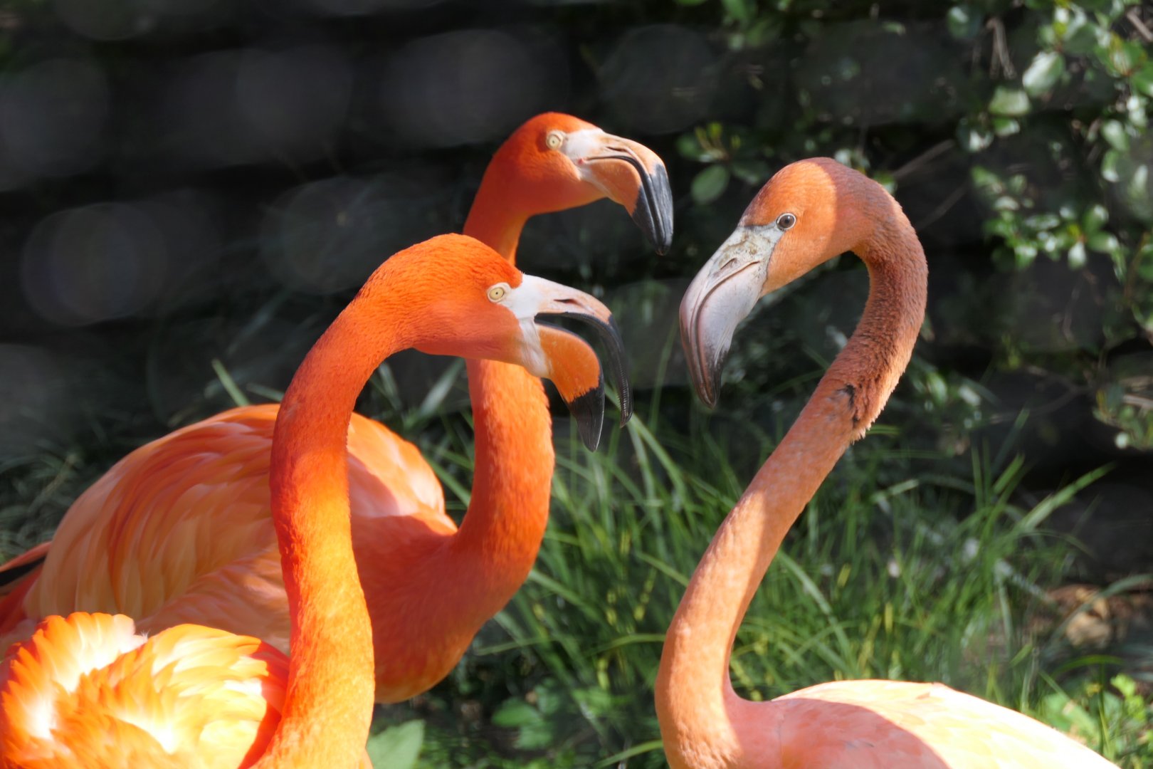 American Flamingo (Phoenicopterus ruber)