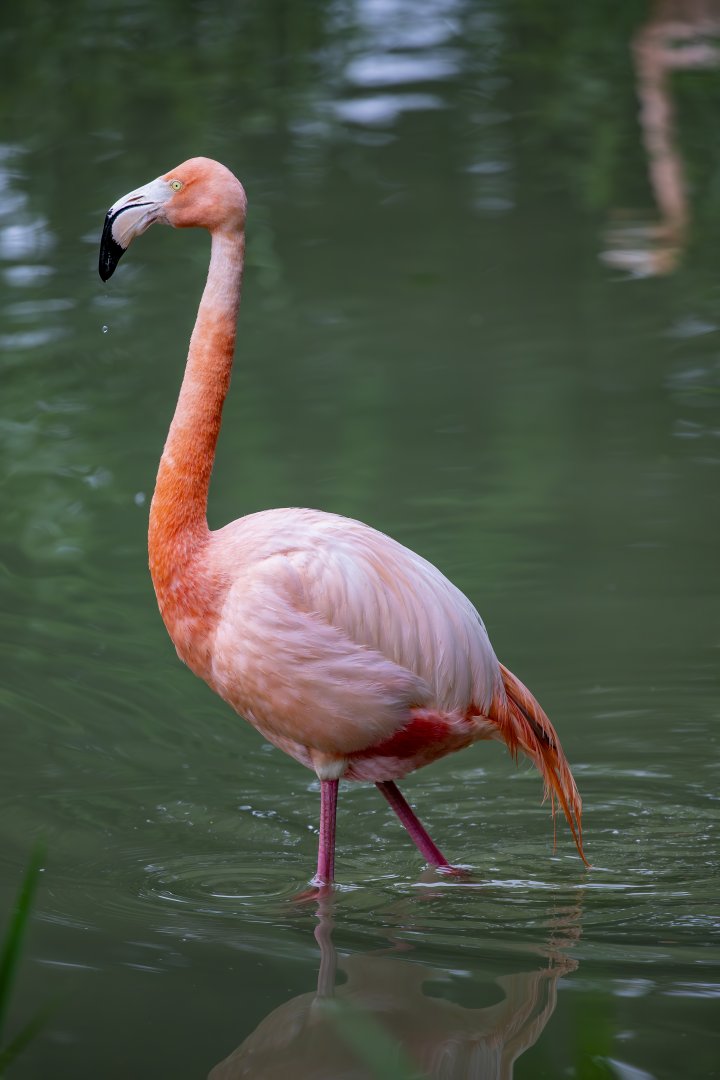 American flamingo (Phoenicopterus ruber)