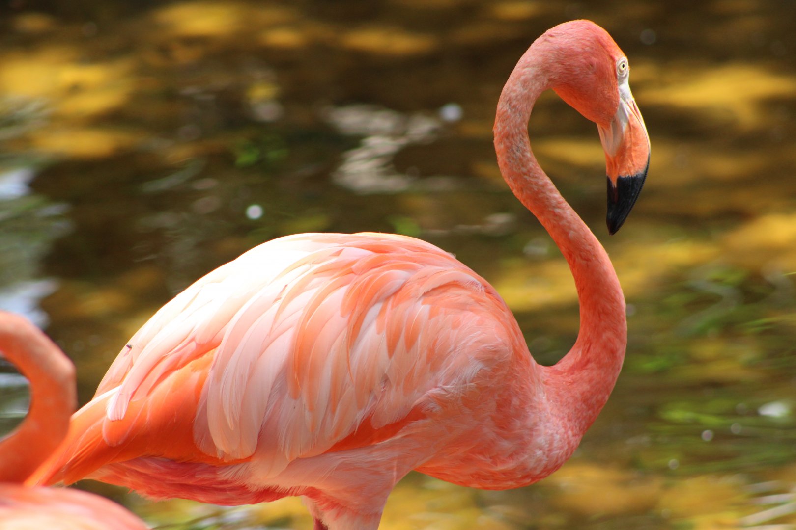 American Flamingo (Phoenicopterus ruber)