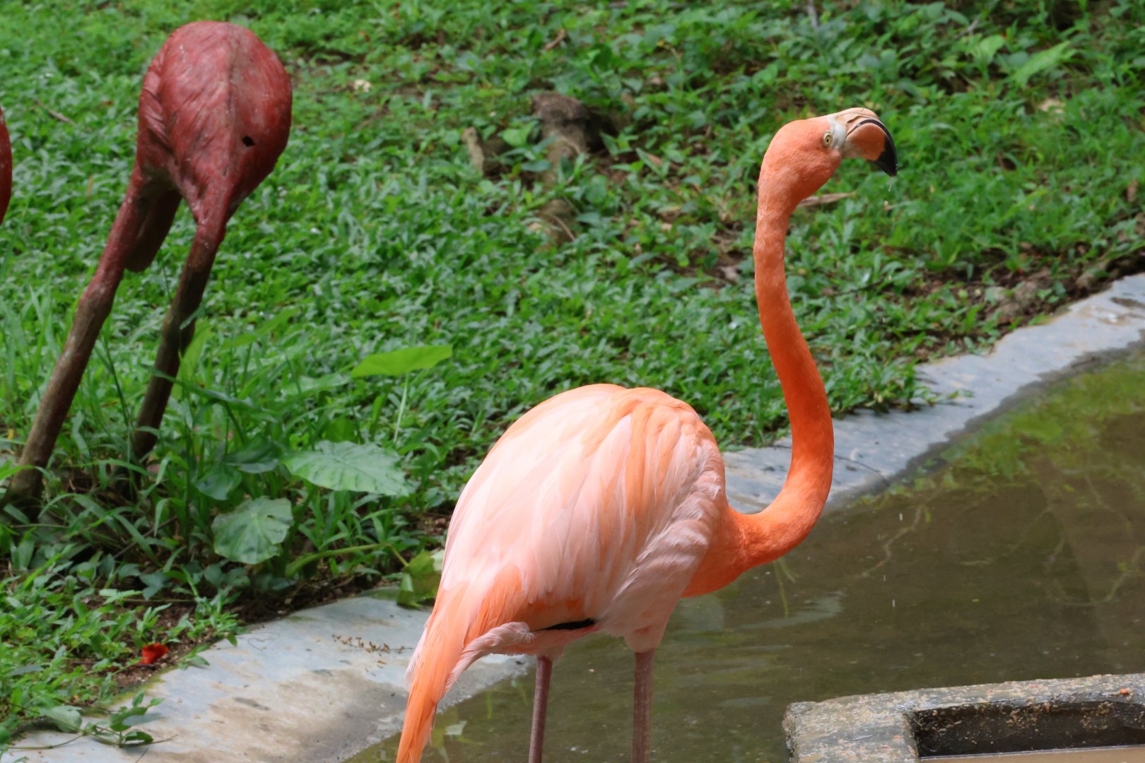American flamingo (Phoenicopterus ruber)