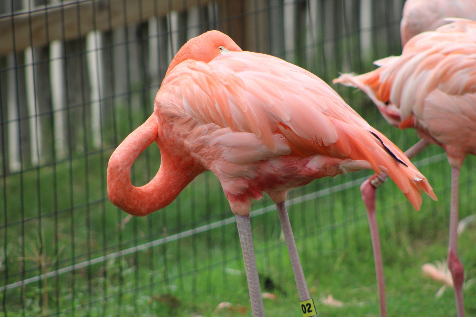 American Flamingo (Phoenicopterus ruber)