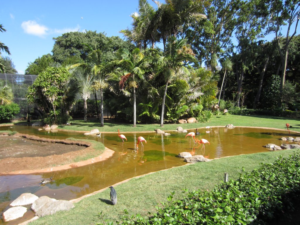 American Flamingo Pond