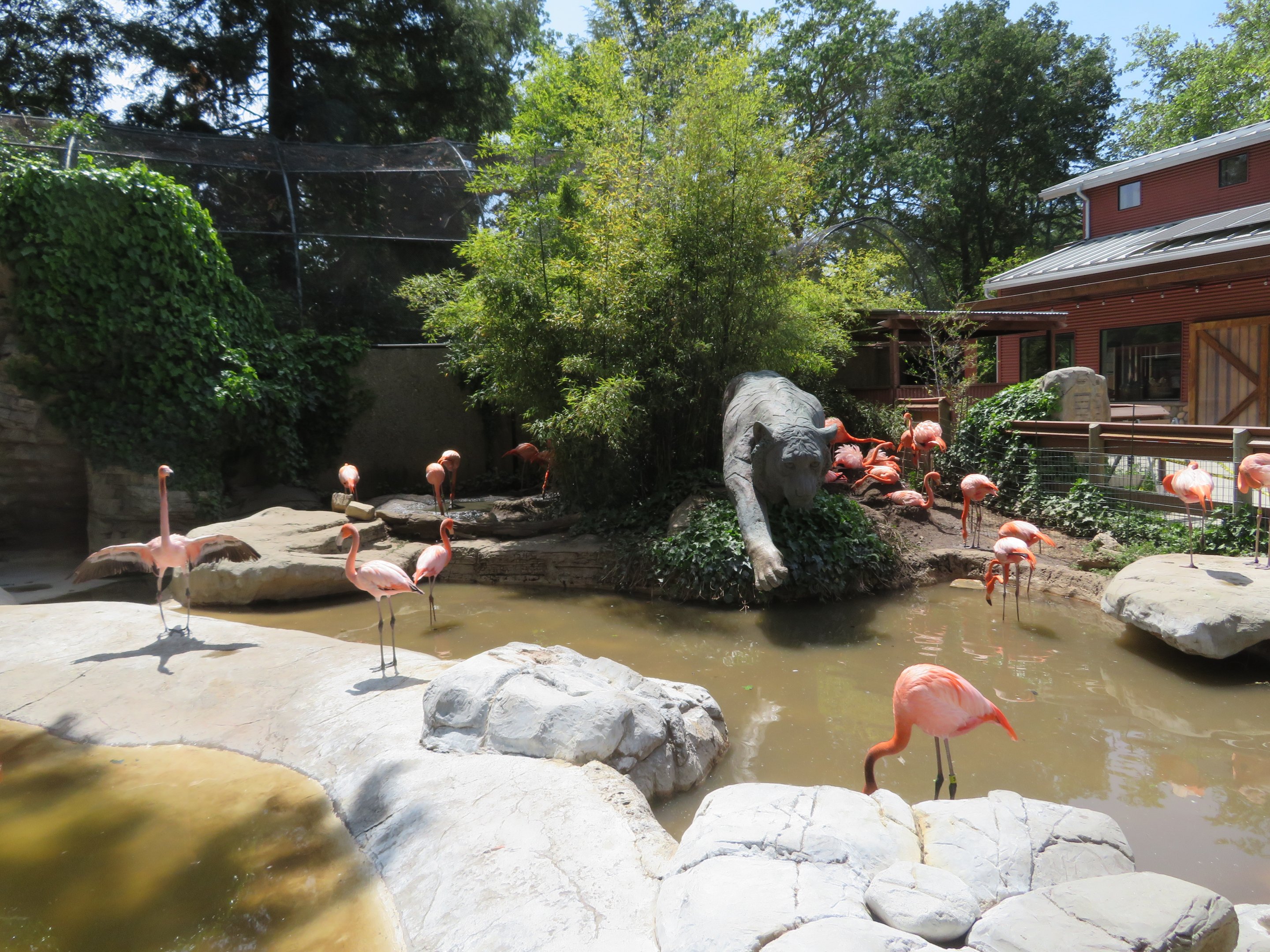 American Flamingo Pool