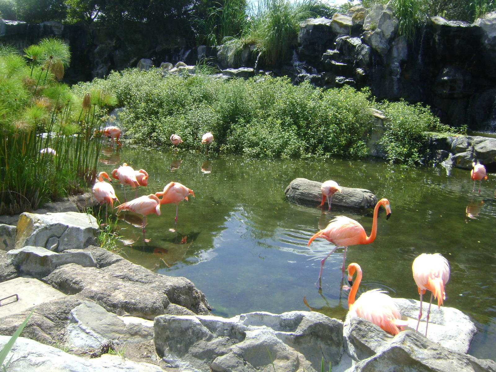 American Flamingo´s (Phoenicopterus ruber) lagoon