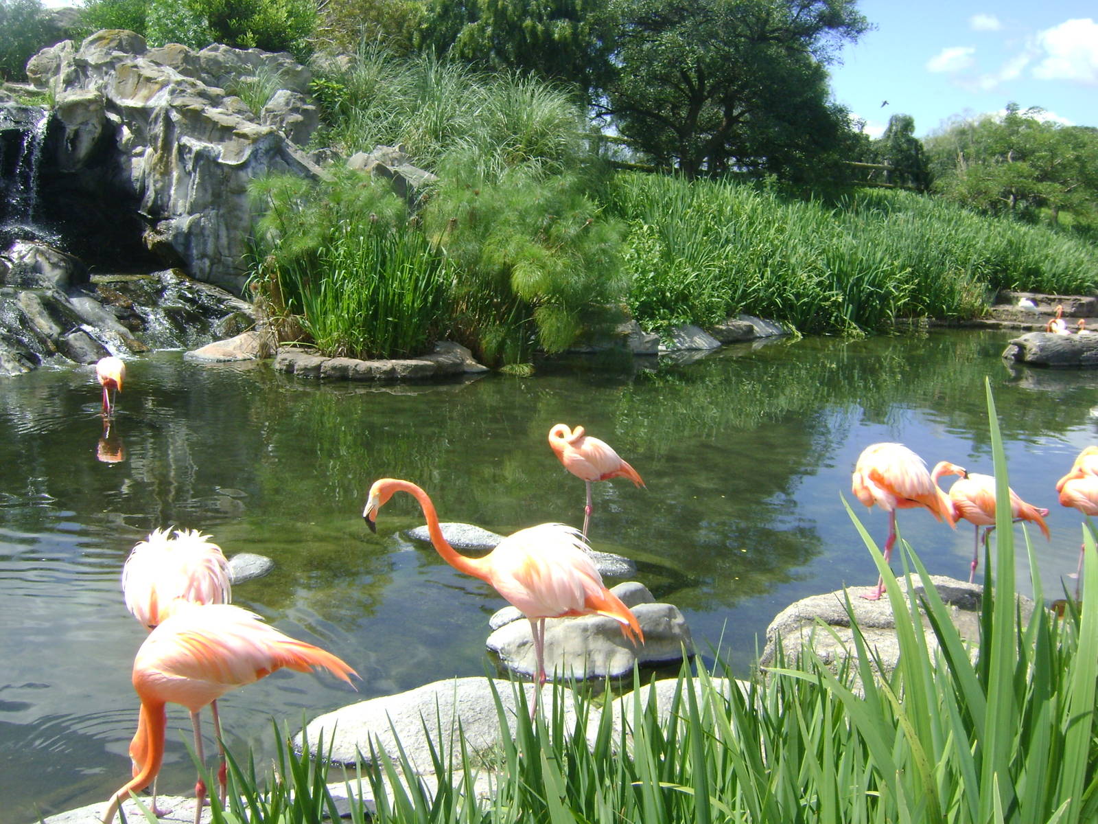 American Flamingo ´s (Phoenicopterus ruber) lagoon