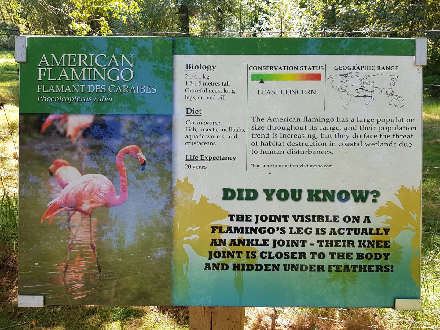 American Flamingo Sign