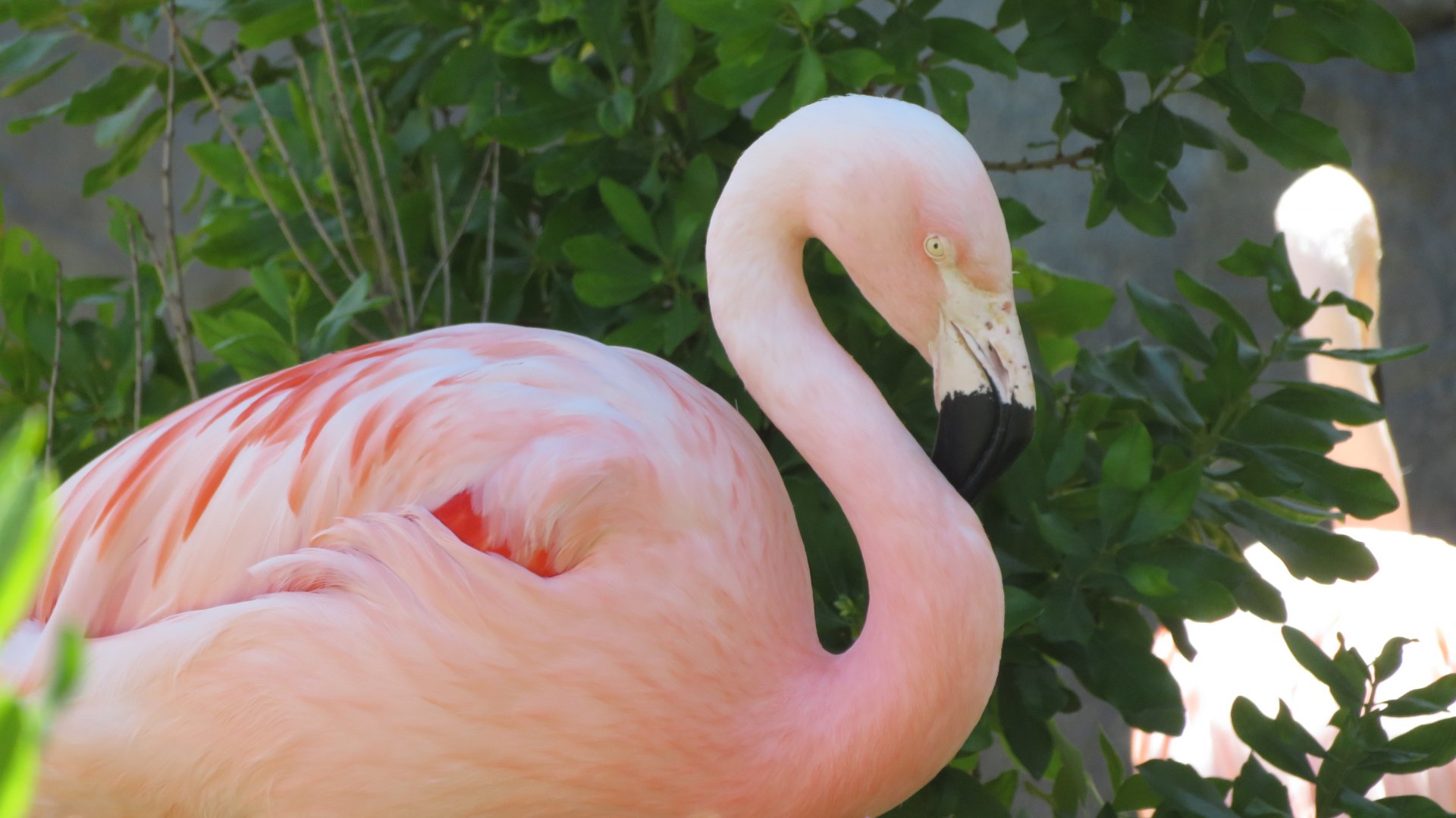 American Flamingo (Summer 2020)