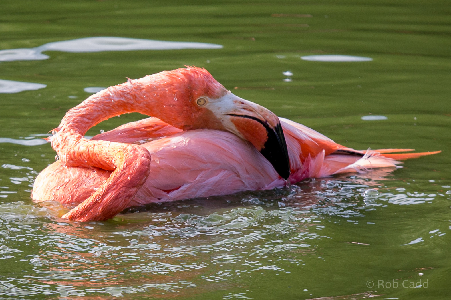American flamingo : Whipsnade : 04 Jul 2014