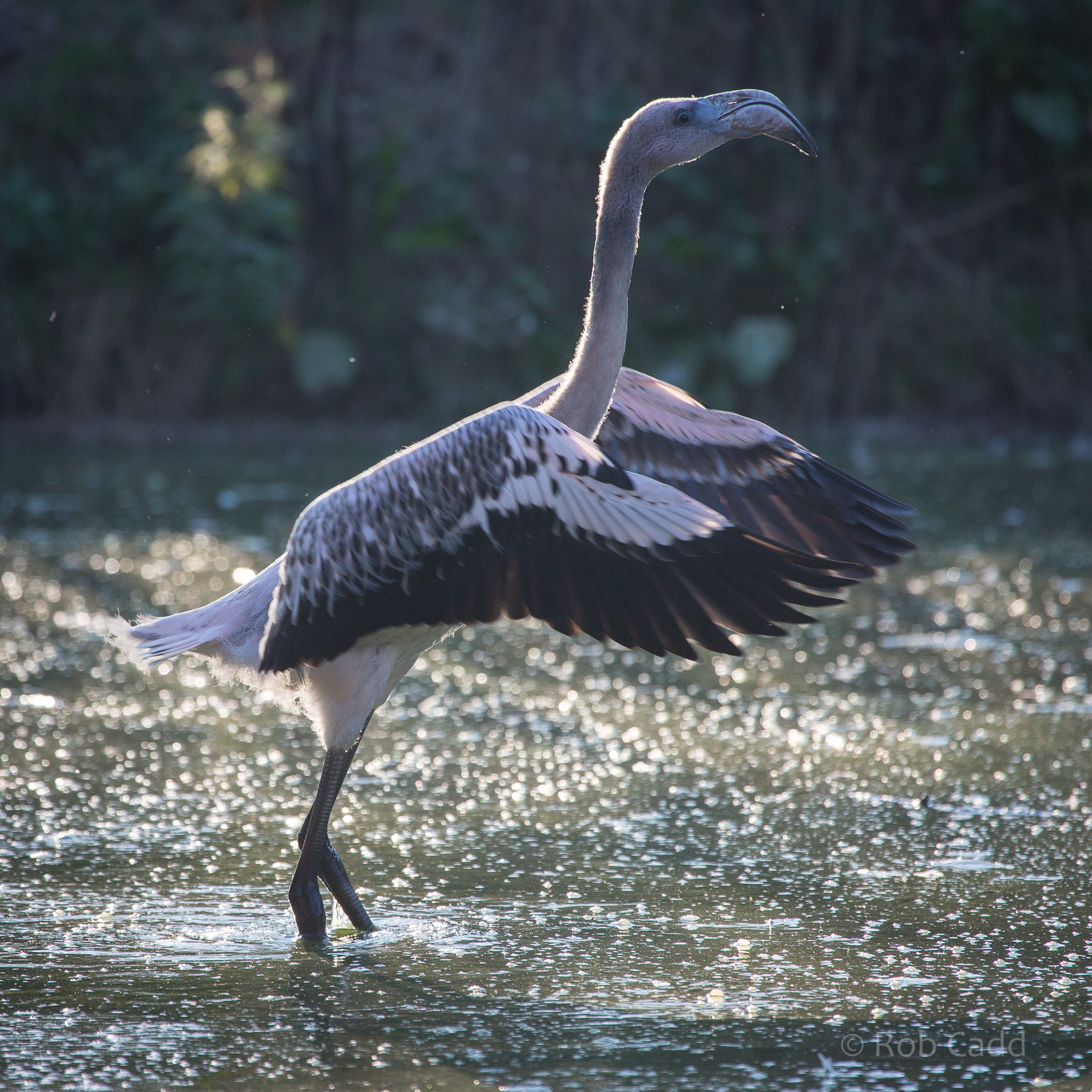 American flamingo : Whipsnade : 07 Sep 2014